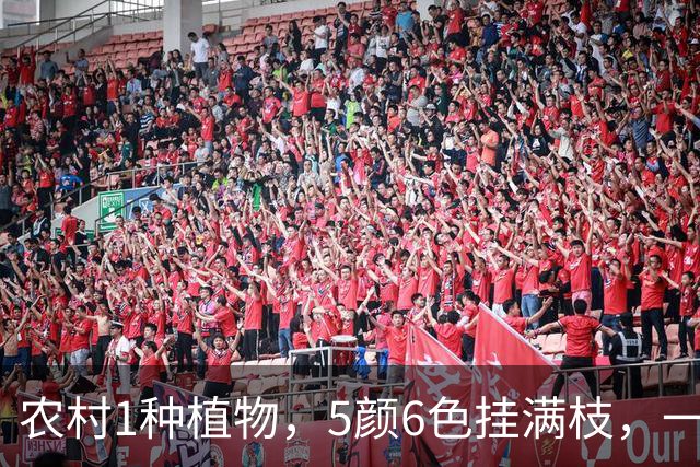 农村1种植物，5颜6色挂满枝，一盆结果100个，比花好看，比菜好吃